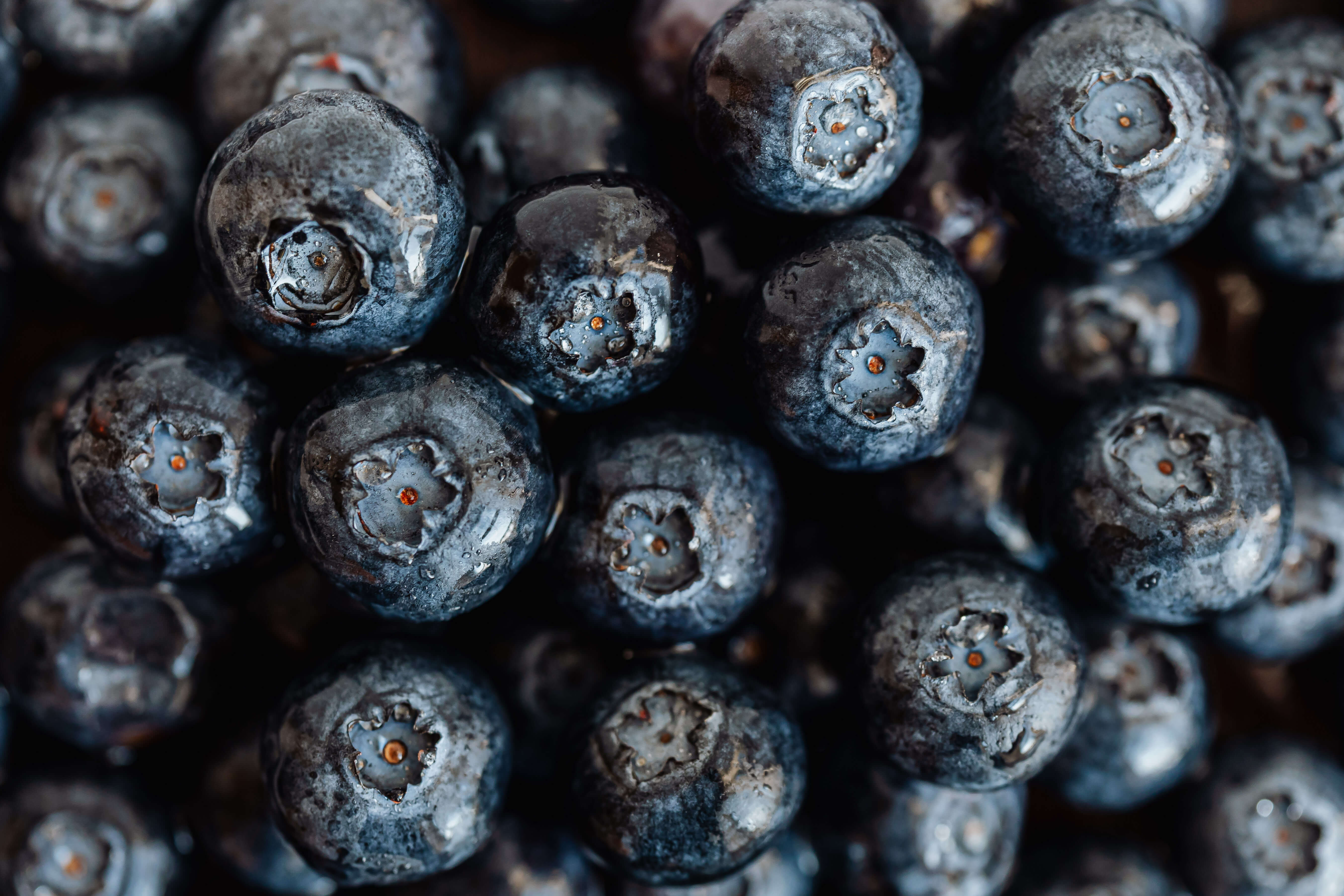 Wild Blueberry Powders