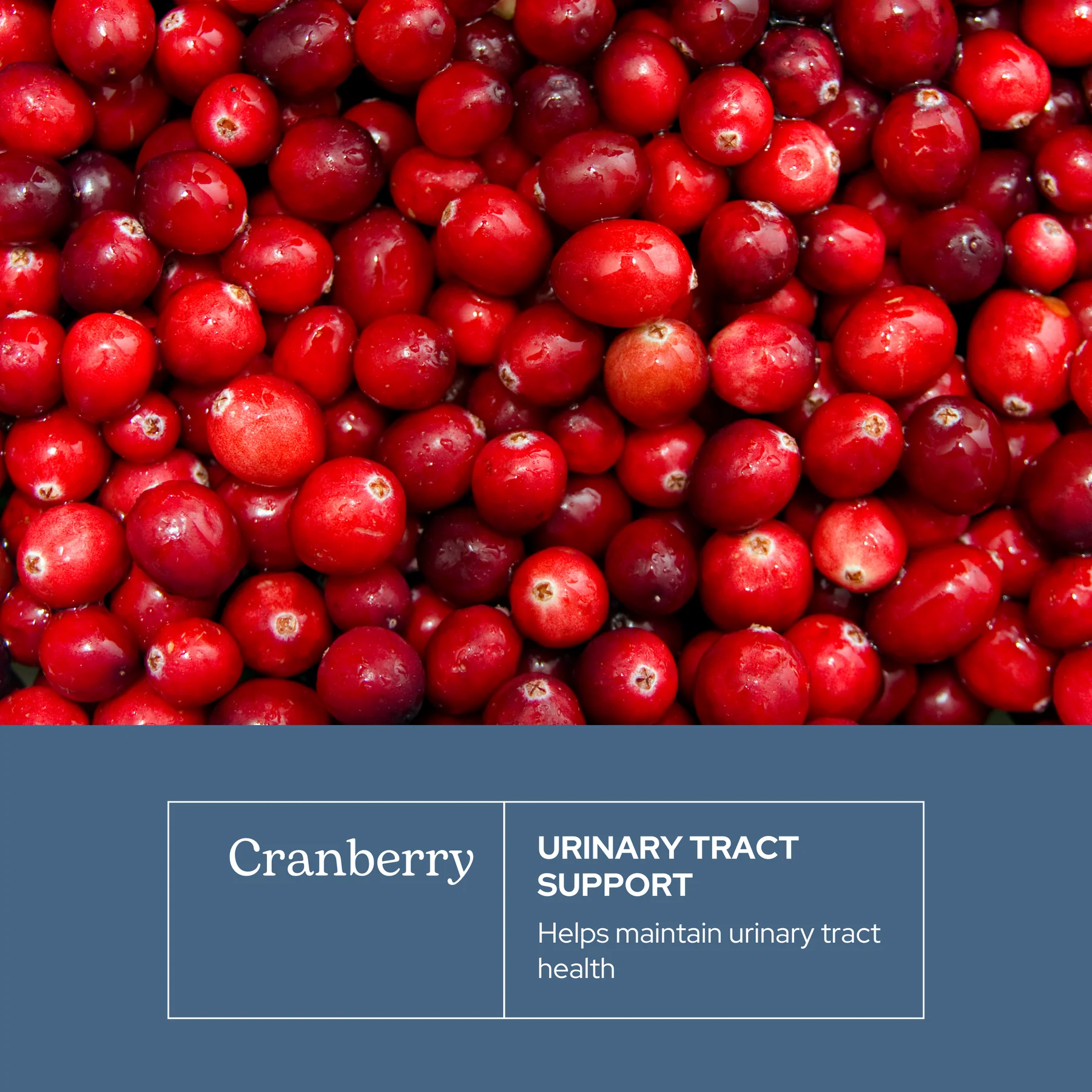 Eclectic Herb Cranberry 300mg - 50 Capsules