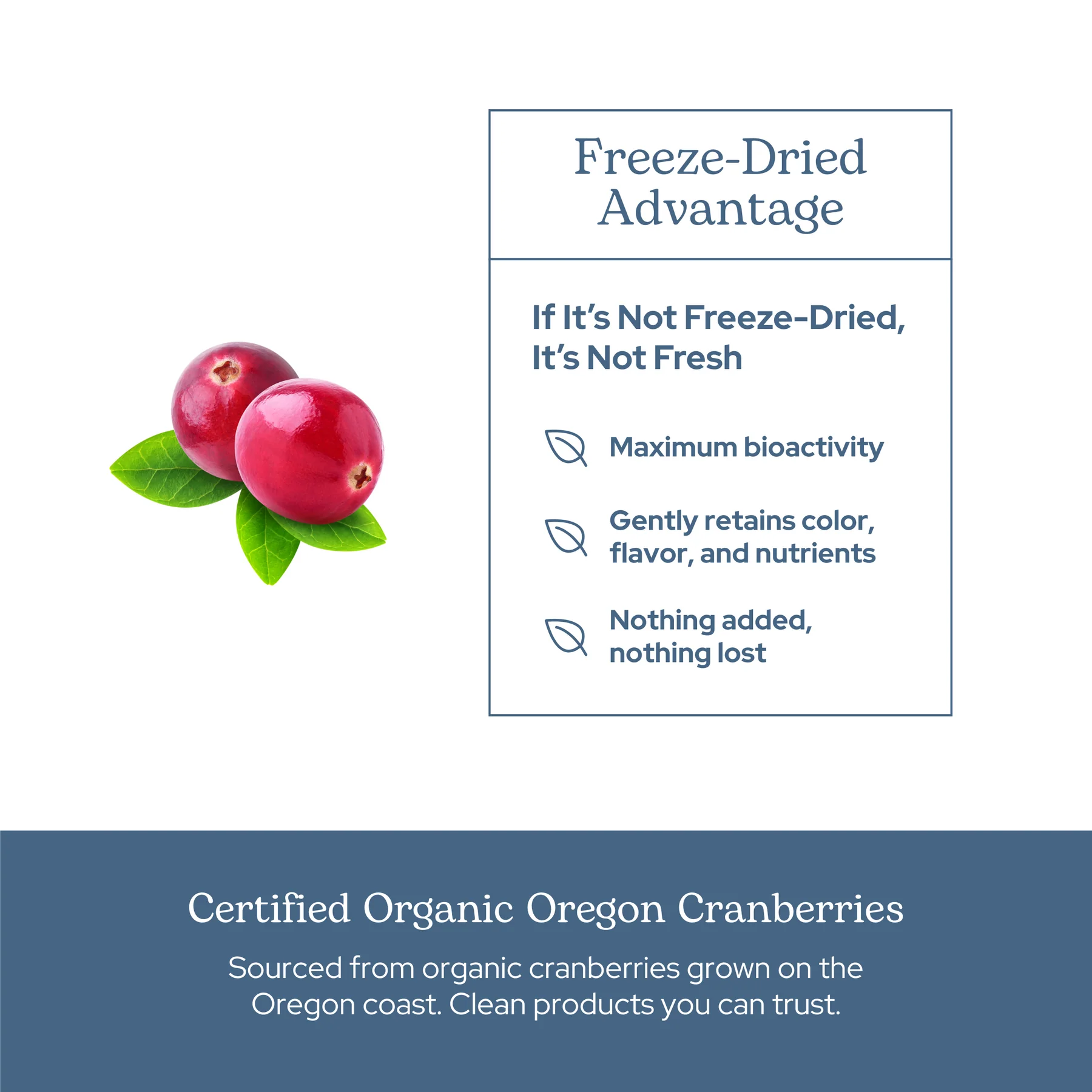 Eclectic Herb Cranberry 300mg - 50 Capsules