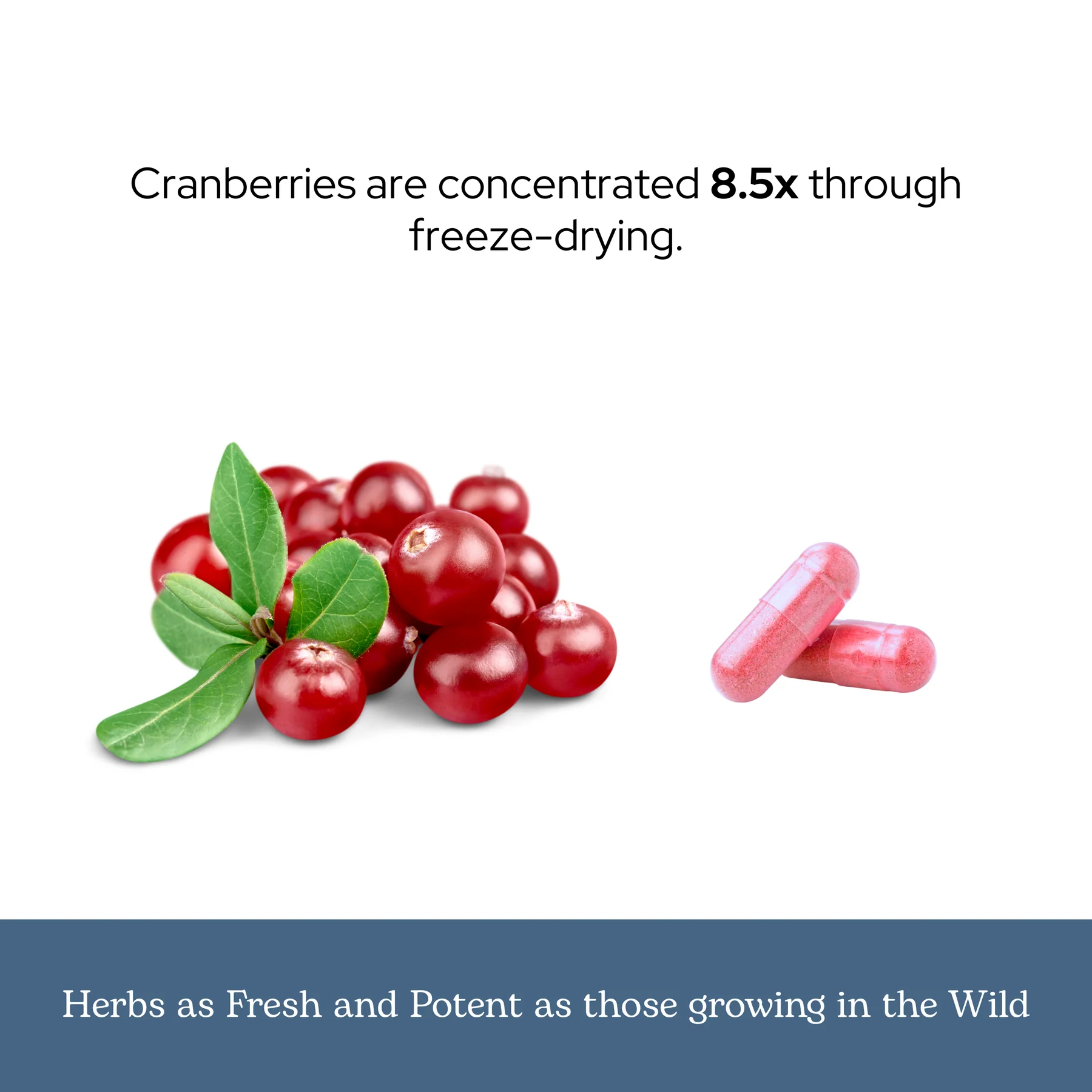 Eclectic Herb Cranberry 300mg - 50 Capsules