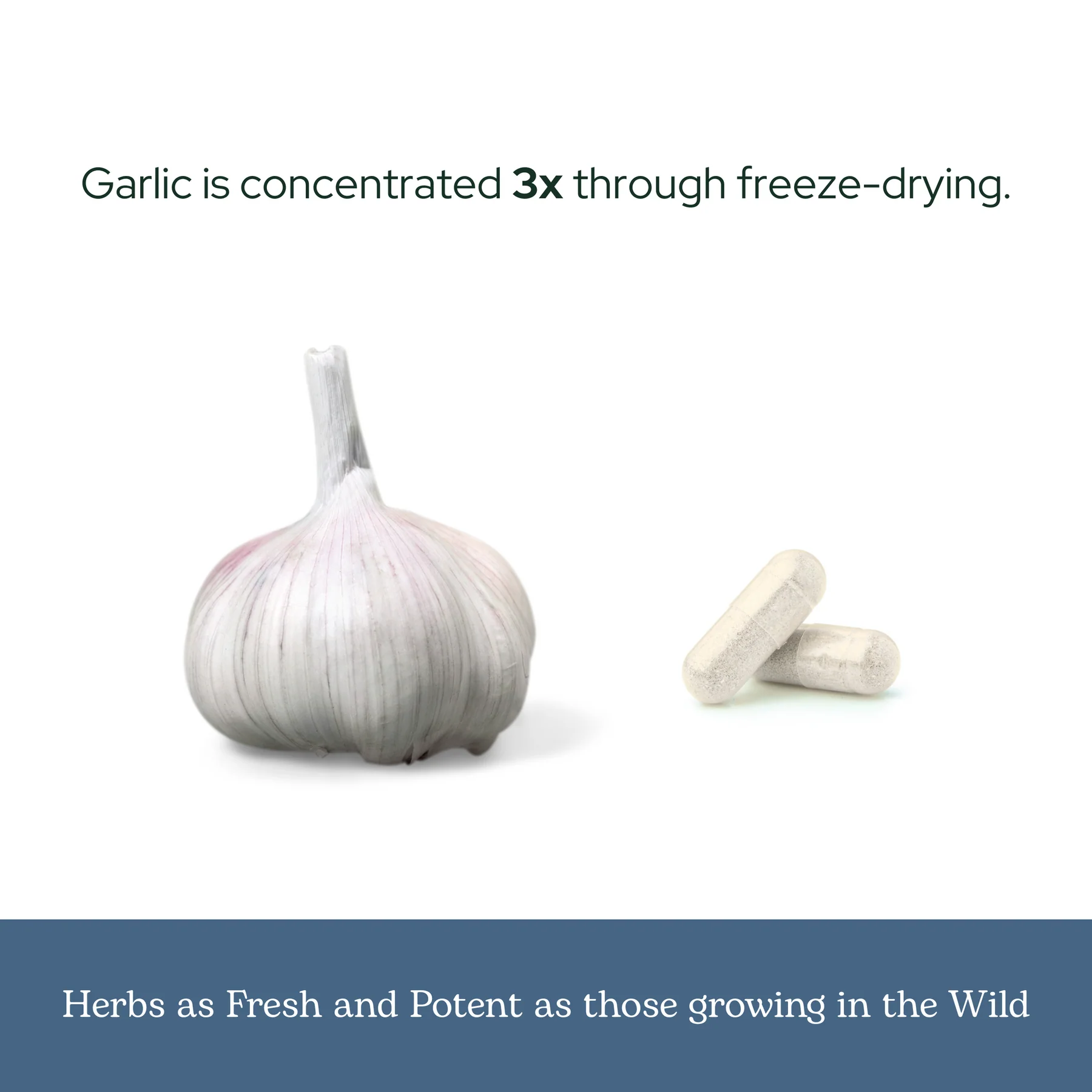 Eclectic Herb Garlic 550mg - 120 Capsules